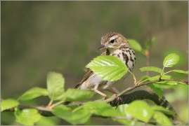 <p>LINDUŠKA LESNÍ (Anthus trivialis) /Tree pipit - Baumpieper/</p>